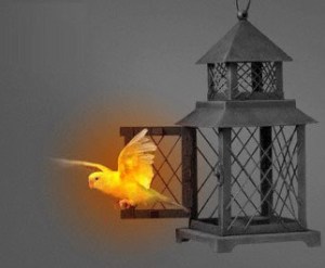 Budgerigar Escaping Cage